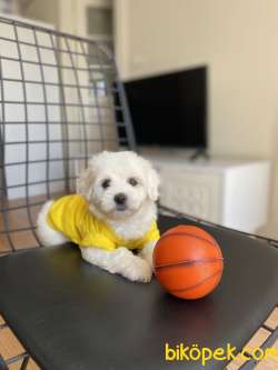 Birbirinden Tatlı Maltese Terrier Bebekler 3