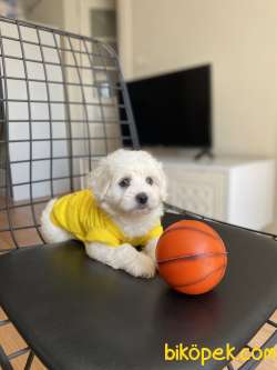 Birbirinden Tatlı Maltese Terrier Bebekler 2