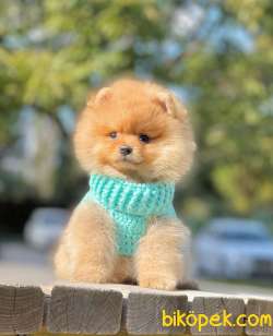 Birileri Ayı Surat Pomeranian Mı Dedi? 3