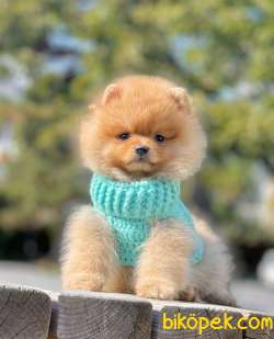 Birileri Ayı Surat Pomeranian Mı Dedi? 1