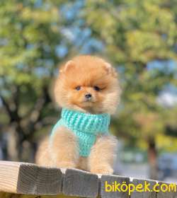 Birileri Ayı Surat Pomeranian Mı Dedi? 2