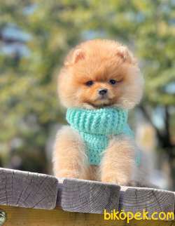 Birileri Ayı Surat Pomeranian Mı Dedi? 4