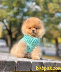 Birileri Ayı Surat Pomeranian Mı Dedi? 5