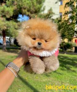 Birileri Ayı Surat Pomeranian Mı Dedi? Üstelik Birde Dişi  2