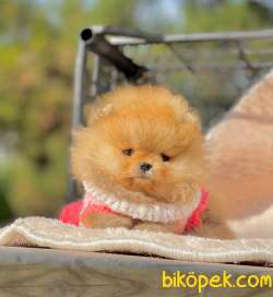 Birileri Ayı Surat Pomeranian Mı Dedi? Üstelik Birde Dişi  4