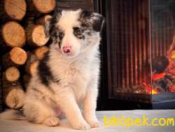 Birinci Sınıf Blue Merle Border Collie Yavruları 2