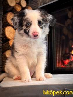 Birinci Sınıf Blue Merle Border Collie Yavruları 4