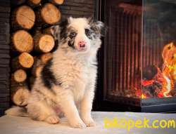 Birinci Sınıf Blue Merle Border Collie Yavruları 3