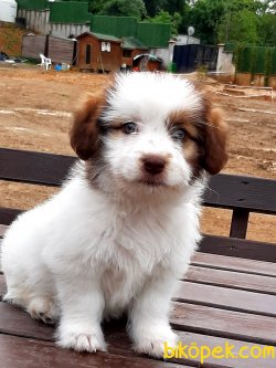 BISHON Havanese Yavruları 1
