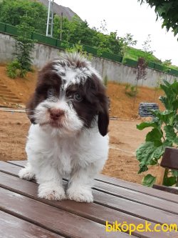 BISHON Havanese Yavruları 3