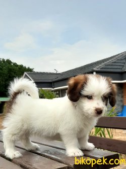 BISHON Havanese Yavruları 2