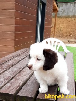 Bıshon Havanese Yavruları 3