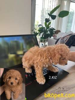 Biz Çok Tatlı 3 Kardeşiz 2