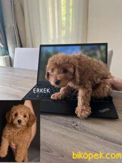 Biz Çok Tatlı 3 Kardeşiz 4