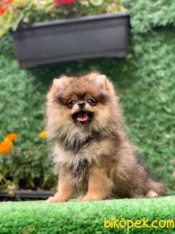 BLACK AND TAN KIZIM 1