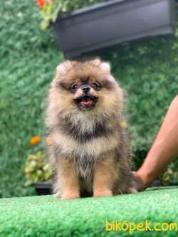 BLACK AND TAN KIZIM 3