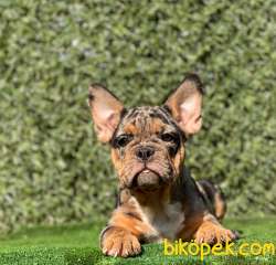 BLACK AND TAN  MERLE DİŞİ  YAVRUMUZ 2