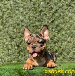 BLACK AND TAN  MERLE DİŞİ  YAVRUMUZ 1