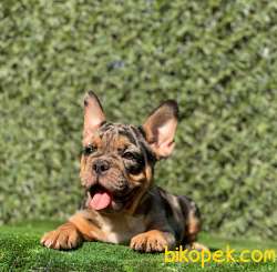 BLACK AND TAN  MERLE DİŞİ  YAVRUMUZ 5
