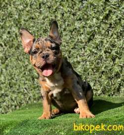 BLACK AND TAN  MERLE DİŞİ  YAVRUMUZ 3