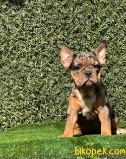BLACK AND TAN  MERLE DİŞİ  YAVRUMUZ 4