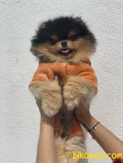 Black And Tan Nadir Güzellikte Teddy Bear Pomeranian 1