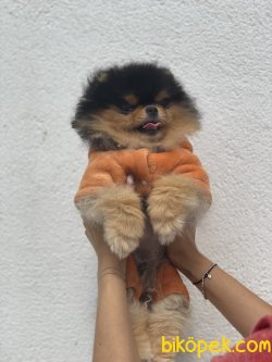 Black And Tan Nadir Güzellikte Teddy Bear Pomeranian 3