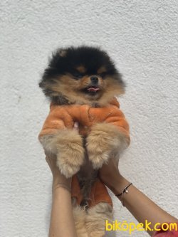 Black And Tan Nadir Güzellikte Teddy Bear Pomeranian 4