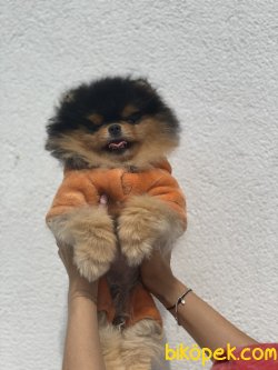 Black And Tan Nadir Güzellikte Teddy Bear Pomeranian 2