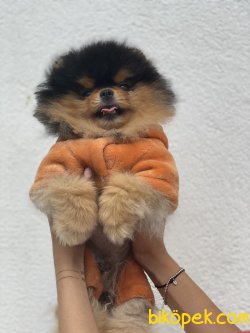 Black And Tan Nadir Güzellikte Teddy Bear Pomeranian 5