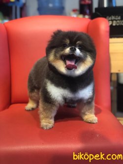 Black And Tan Özel Renk Pomeranian Boo Teddy Bear 2