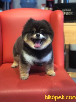 Black And Tan Özel Renk Pomeranian Boo Teddy Bear 4