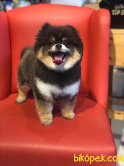 Black And Tan Özel Renk Pomeranian Boo Teddy Bear 1