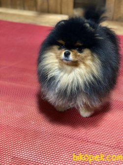 BLACK AND TAN POMERANİAN 3