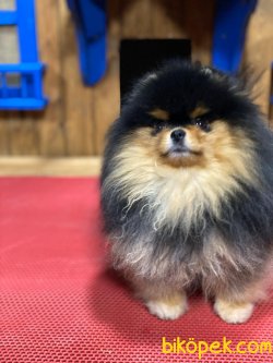 BLACK AND TAN POMERANİAN 2