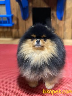 BLACK AND TAN POMERANİAN 1