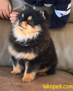 BLACK AND TAN POMERANİAN   TEDY BEAR BOO YAVRULA 4