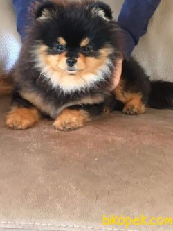 BLACK AND TAN POMERANİAN   TEDY BEAR BOO YAVRULA 1