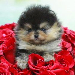 BLACK AND TAN POMERANİAN   TEDY BEAR BOO YAVRULA 2