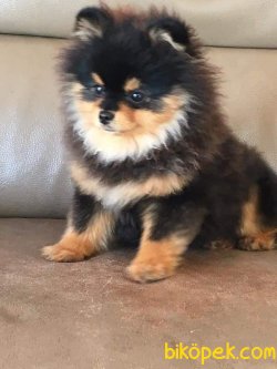 BLACK AND TAN POMERANİAN   TEDY BEAR BOO YAVRULA 3