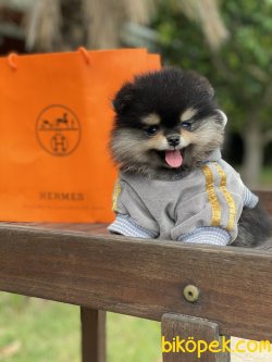 Black And Tan Secereli Dişimiz Boo Ayı Surat 4