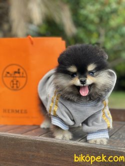 Black And Tan Secereli Dişimiz Boo Ayı Surat 3