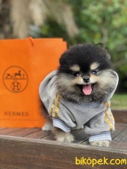 Black And Tan Secereli Dişimiz Boo Ayı Surat 1