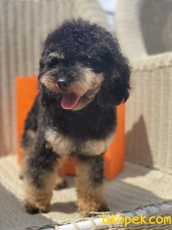 Black And Tan Tea Cup 11 Aylık Poodle Nadir Renk 2
