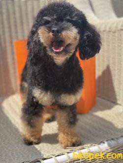 Black And Tan Tea Cup 11 Aylık Poodle Nadir Renk 3