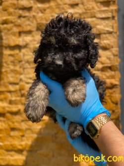 BLACK AND TAN TOY POODLE ERKEK 3