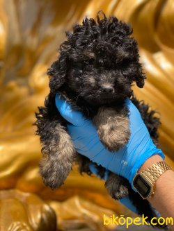 BLACK AND TAN TOY POODLE ERKEK 1