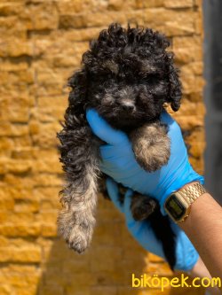 BLACK AND TAN TOY POODLE ERKEK 2