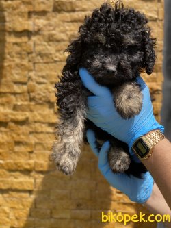 Black And Tan Toy Poodle Yavrumuz 2