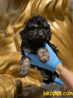 Black And Tan Toy Poodle Yavrumuz 1